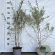 Hippophae rhamnoides 40-60 cm 2,0L