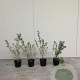 Hippophae rhamnoides 40-60 cm 2,0L