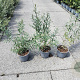 Hippophae rhamnoides 40-60 cm 2,0L