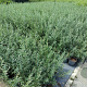 Hippophae rhamnoides 40-60 cm 2,0L
