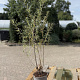 Hippophae rhamnoides 40-60 cm 2,0L