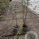 Hippophae rhamnoides 60-80 cm 2,0L