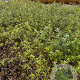 Hippophae rhamnoides 60-80 cm 2,0L