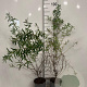 Hippophae rhamnoides 60-80 cm 2,0L