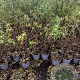 Hippophae rhamnoides 60-80 cm 2,0L