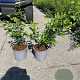 Prunus spinosa 30-40 cm 2,0L