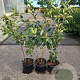 Rhamnus cathartica 60-90 cm 2,0L