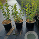 Ribes alpinum 20-25 cm 2,0L