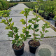 Ribes r. 'Jonkheer van Tets' 30-40 cm 2,0L