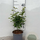 Rosa (o) canina 20-30 cm 2,0L