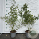 Rosa (o) canina 30-40 cm 2,0L