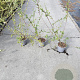 Salix aurita 40-60 cm 2,0L
