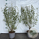 Salix aurita 40-60 cm 2,0L