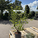 Salix aurita 60-80 cm 2,0L