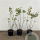 Salix caprea 40-60 cm 2,0L