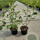 Salix caprea 40-60 cm 2,0L