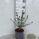 Salix repens nitida 30-40 cm 2,0L