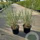 Salix rosmarinifolia 30-40 cm 2,0L