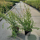 Symphoricarpos ch. 'Hancock' 30-40 cm 2,0L