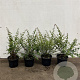 Symphoricarpos ch. 'Hancock' 30-40 cm 2,0L