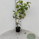 Syringa vulgaris 40-60 cm 2,0L