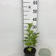 Syringa vulgaris 40-60 cm 2,0L