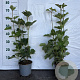 Viburnum opulus 30-40 cm 2,0L