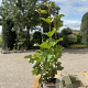 Viburnum opulus 30-40 cm 2,0L