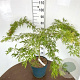 Acer Ice Dragon 80-100 cm 15L breed
