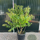Heptacodium miconioides 100-125 cm 15L