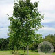 Tilia heterophylla 'Prestige' 14-16 HO draadkluit