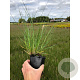 Pennisetum al. 'Hameln' GM P9