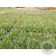 Pennisetum al. 'Hameln' GM P9