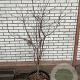 Acer pal. 'Bloodgood' 125-150 cm 30L
