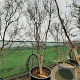 Acer pal. 'Bloodgood' 350-400 cm container solitair 2-3 tak