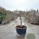 Acer pal. 'Garnet' 70 cm stam container kroon 150-200