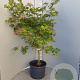Acer pal. 'Osakazuki' 125-150 cm container 
