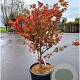 Acer pal. 'Osakazuki' 125-150 cm container meerstammig