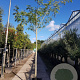 Albizia julibrissin 200 cm stam container 14-16 hoge lei