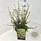 Azara microphylla 40-50 cm 10L