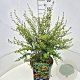 Azara microphylla 40-50 cm 10L