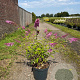Buddleja d. 'Pink Delight' 80-100 cm 10L