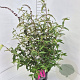 Buddleja d. 'Royal Red' 80-100 cm 10L