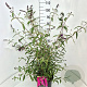 Buddleja d. 'Royal Red' 80-100 cm 10L