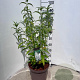 Buddleja d. 'White Profusion' 60-80 cm 10L