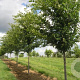 Ulmus Triumph 20-25 HO draadkluit