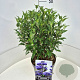 Caryopteris cland. Grand Bleu 40-45 cm 10L