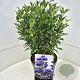Caryopteris cland. Grand Bleu 40-45 cm 10L