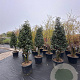 Camellia sasanqua 200-250 cm container meerstammig