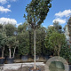 Cercis can. 'Forest Pansy' 190 cm stam container 16-18